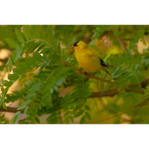 It took over a week to finally capture a pic of this little guy, but we finally did it.  So pretty!