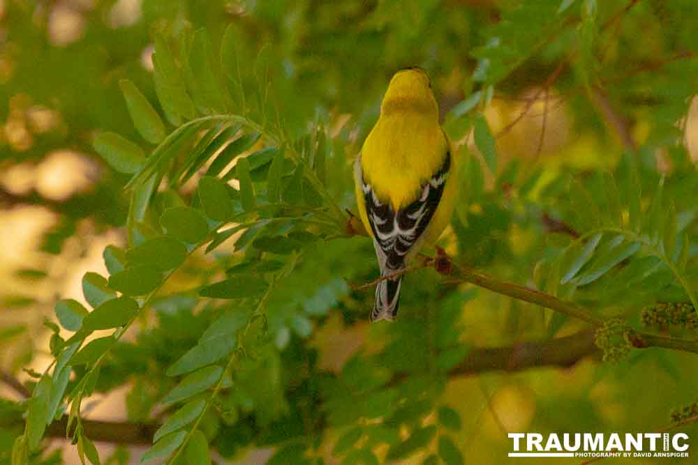 It took over a week to finally capture a pic of this little guy, but we finally did it.  So pretty!