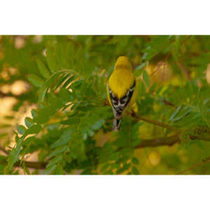 It took over a week to finally capture a pic of this little guy, but we finally did it.  So pretty!