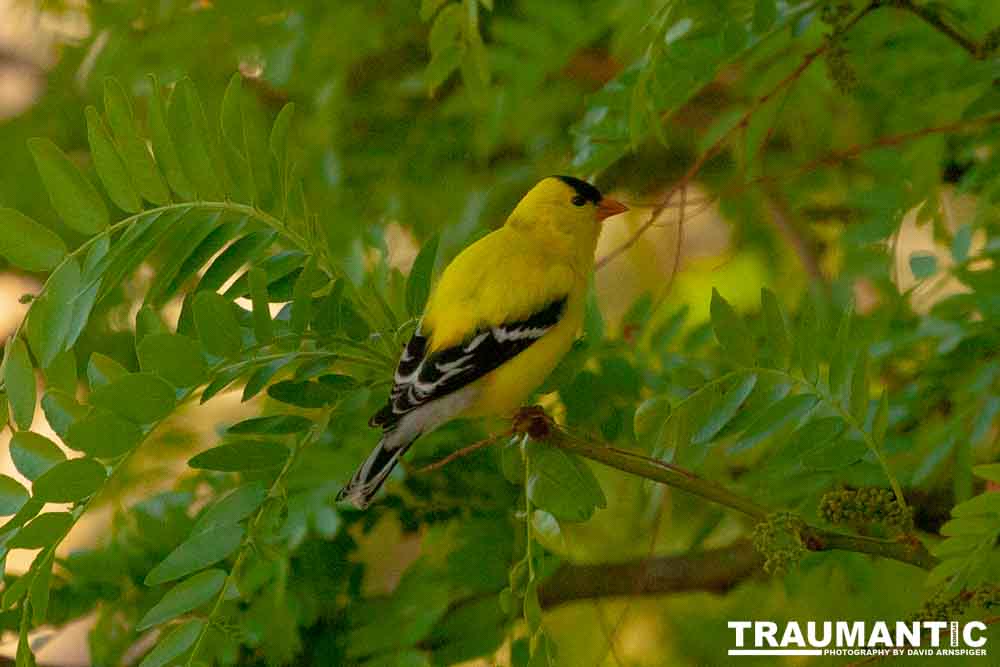 It took over a week to finally capture a pic of this little guy, but we finally did it.  So pretty!