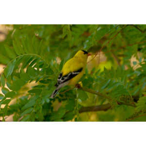 It took over a week to finally capture a pic of this little guy, but we finally did it.  So pretty!