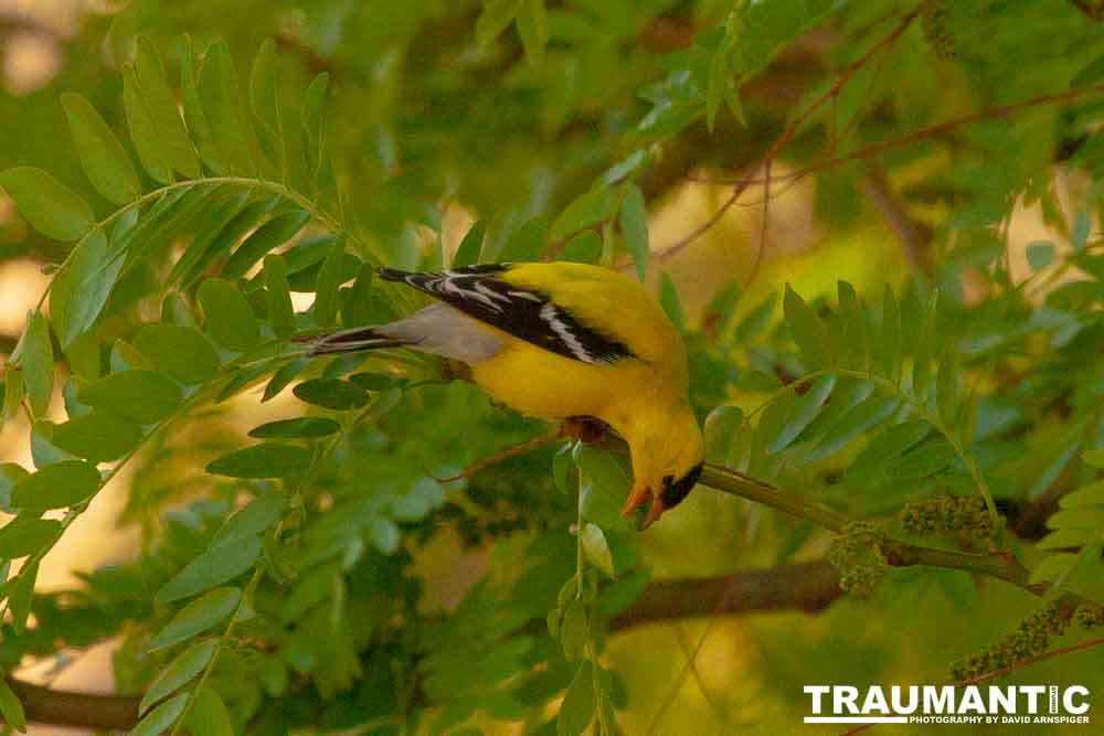 It took over a week to finally capture a pic of this little guy, but we finally did it.  So pretty!