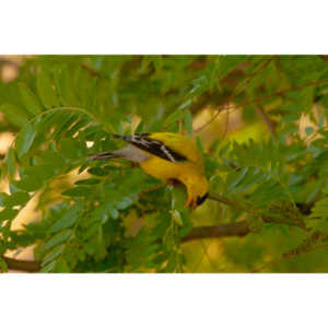 It took over a week to finally capture a pic of this little guy, but we finally did it.  So pretty!