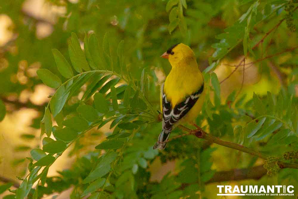 It took over a week to finally capture a pic of this little guy, but we finally did it.  So pretty!