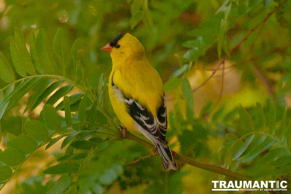 It took over a week to finally capture a pic of this little guy, but we finally did it.  So pretty!