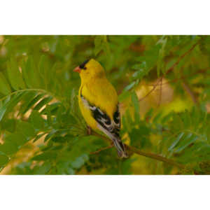 It took over a week to finally capture a pic of this little guy, but we finally did it.  So pretty!