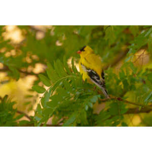 It took over a week to finally capture a pic of this little guy, but we finally did it.  So pretty!