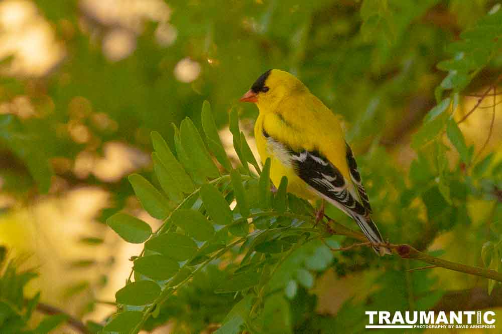 It took over a week to finally capture a pic of this little guy, but we finally did it.  So pretty!
