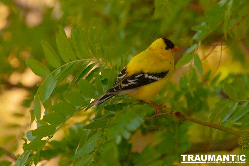It took over a week to finally capture a pic of this little guy, but we finally did it.  So pretty!