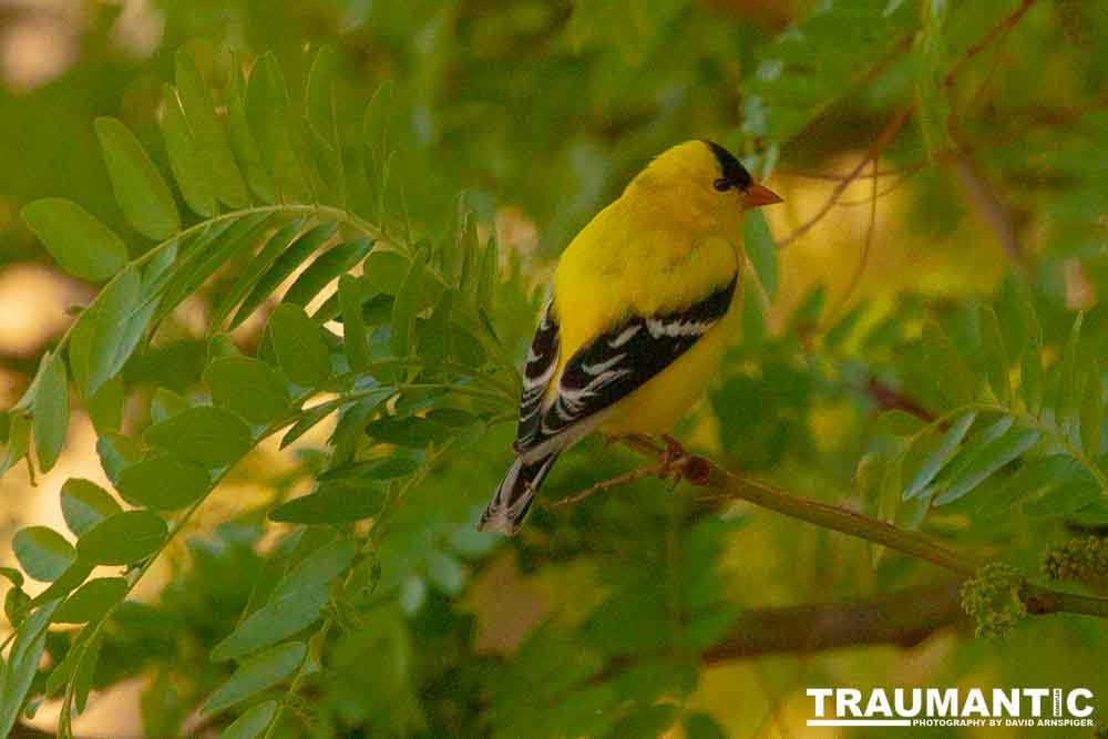It took over a week to finally capture a pic of this little guy, but we finally did it.  So pretty!