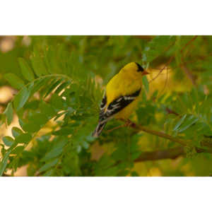 It took over a week to finally capture a pic of this little guy, but we finally did it.  So pretty!