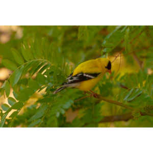 It took over a week to finally capture a pic of this little guy, but we finally did it.  So pretty!