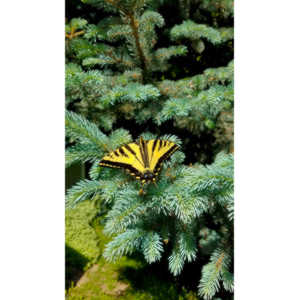 Another beauty that landed right next to me.  Love it!