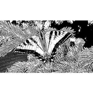 Another beauty that landed right next to me.  Love it!