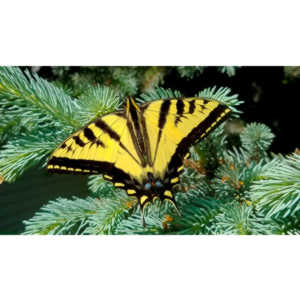 Another beauty that landed right next to me.  Love it!