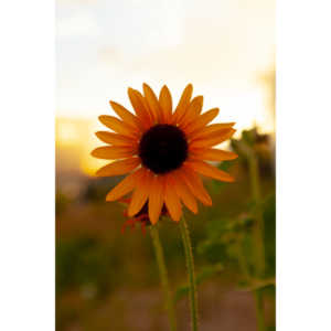 Beautiful flowers out in front of the Lyric Theatre while wiating to shoot a show.