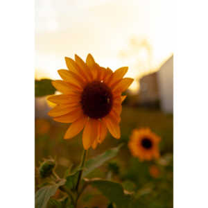 Beautiful flowers out in front of the Lyric Theatre while wiating to shoot a show.