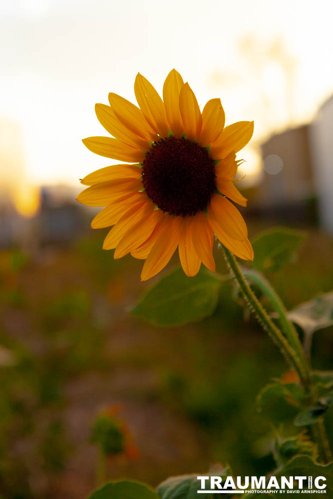 Beautiful flowers out in front of the Lyric Theatre while wiating to shoot a show.