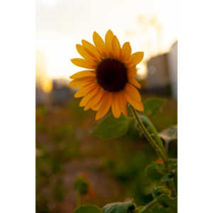 Beautiful flowers out in front of the Lyric Theatre while wiating to shoot a show.