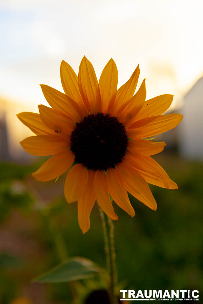 Beautiful flowers out in front of the Lyric Theatre while wiating to shoot a show.
