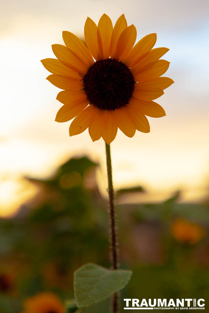 Beautiful flowers out in front of the Lyric Theatre while wiating to shoot a show.