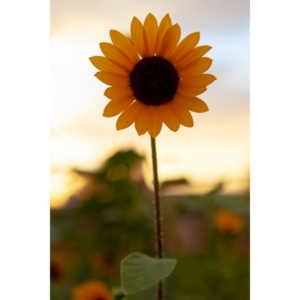 Beautiful flowers out in front of the Lyric Theatre while wiating to shoot a show.