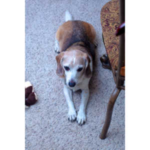 I had the honor of photographing my friend Emily's wedding to Greg Adkins.