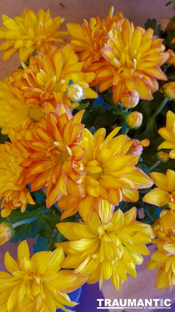 When you see beautiful things and all you have is your mobile phone, this is what you can get.