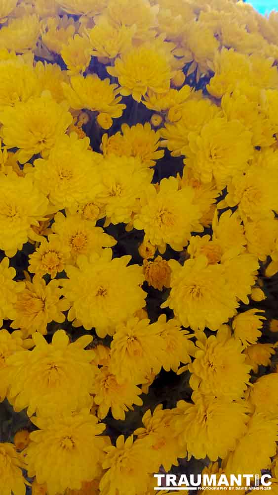 When you see beautiful things and all you have is your mobile phone, this is what you can get.