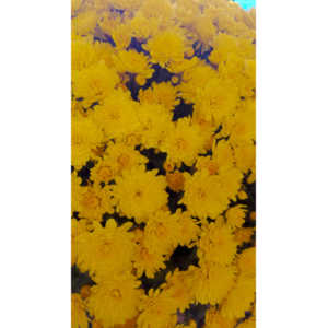 When you see beautiful things and all you have is your mobile phone, this is what you can get.