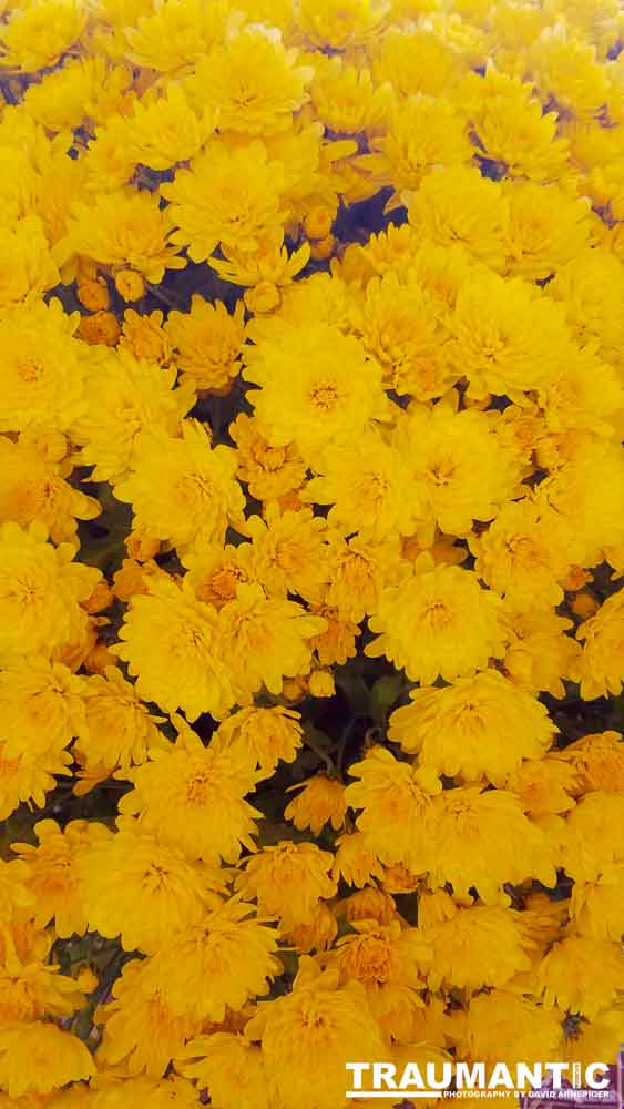 When you see beautiful things and all you have is your mobile phone, this is what you can get.