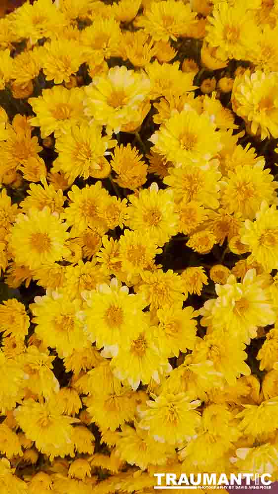 When you see beautiful things and all you have is your mobile phone, this is what you can get.