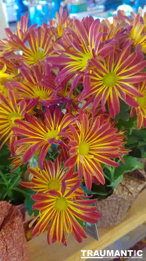 When you see beautiful things and all you have is your mobile phone, this is what you can get.