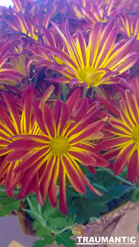 When you see beautiful things and all you have is your mobile phone, this is what you can get.