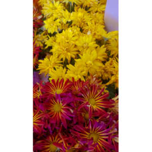 When you see beautiful things and all you have is your mobile phone, this is what you can get.