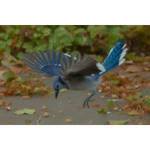 Spent some more quality time with the occupants of my backyard today.