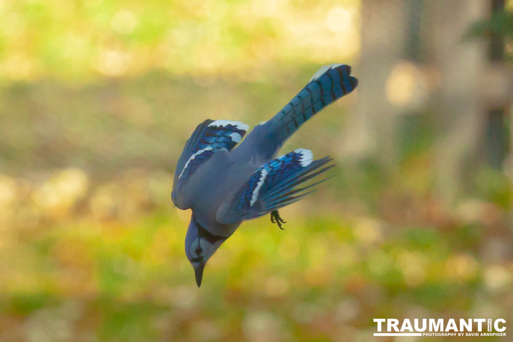 Spent some more quality time with the occupants of my backyard today.