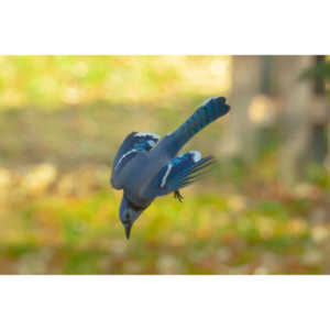 Spent some more quality time with the occupants of my backyard today.