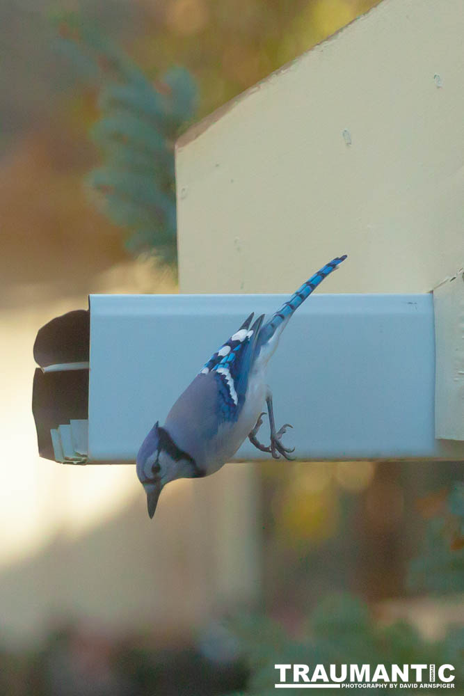 Spent some more quality time with the occupants of my backyard today.