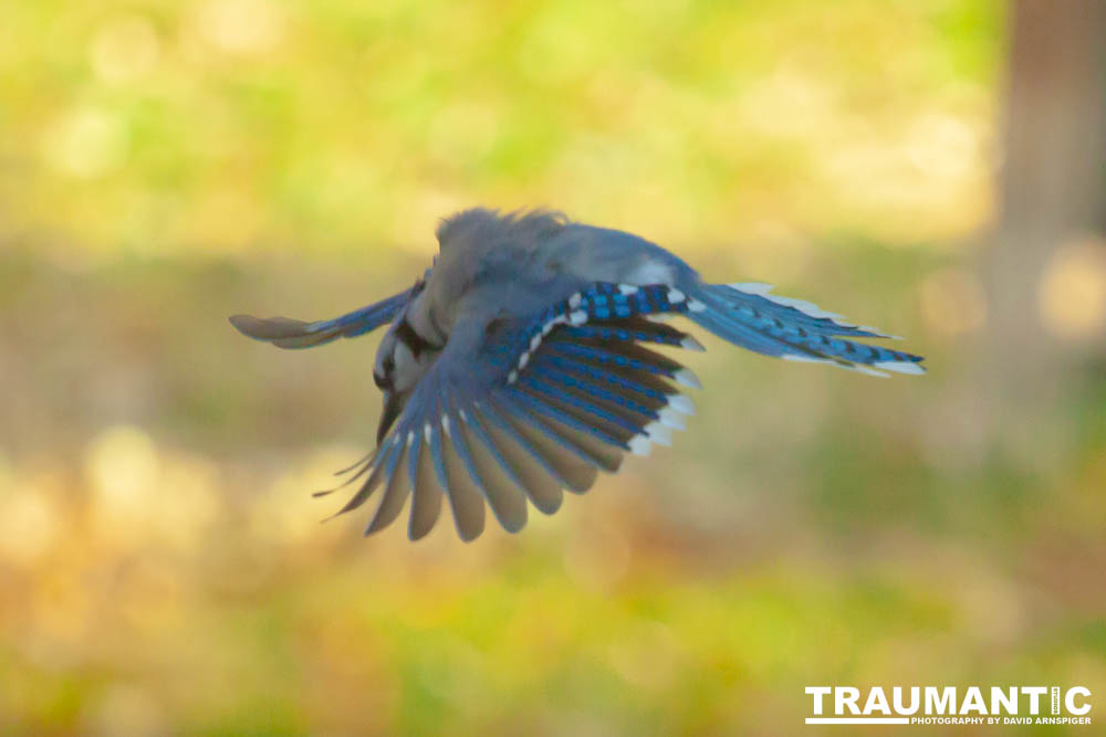 Spent some more quality time with the occupants of my backyard today.