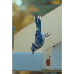 Spent some more quality time with the occupants of my backyard today.