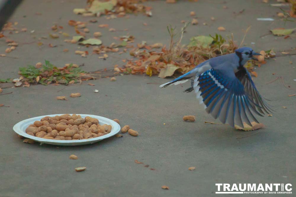 Spent some more quality time with the occupants of my backyard today.