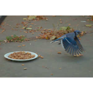 Spent some more quality time with the occupants of my backyard today.