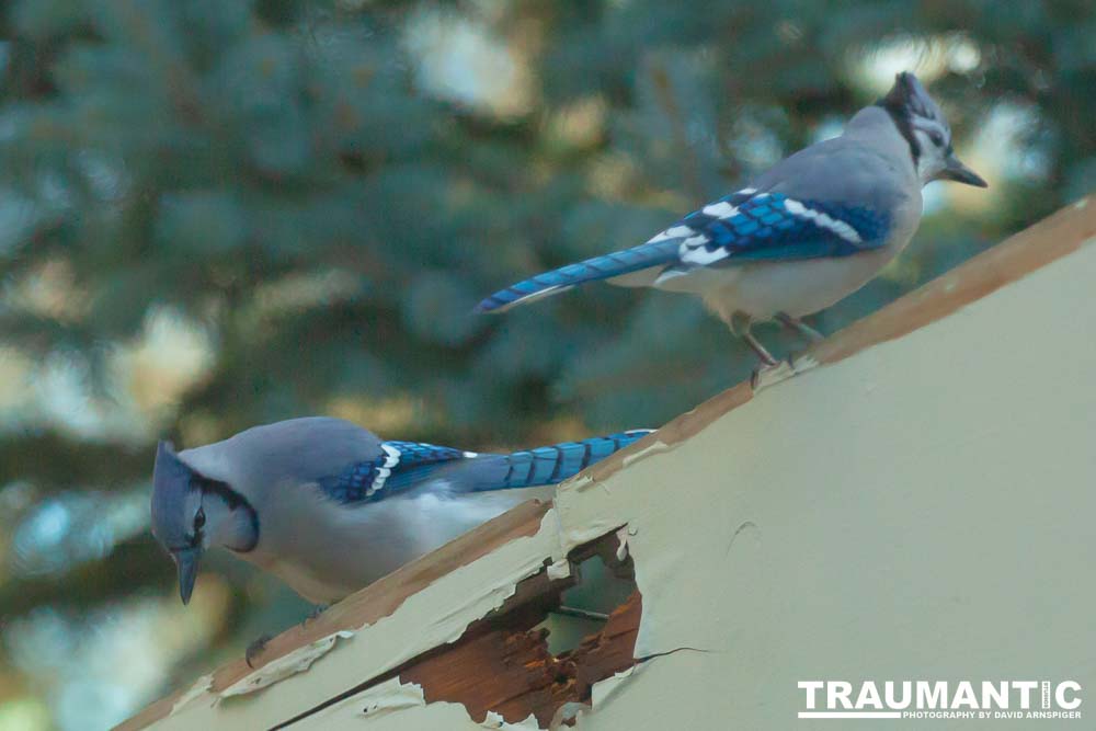 Spent some more quality time with the occupants of my backyard today.