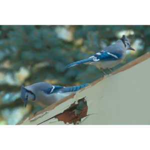 Spent some more quality time with the occupants of my backyard today.