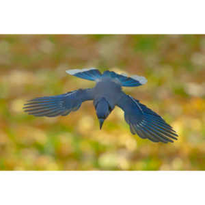 Spent some more quality time with the occupants of my backyard today.