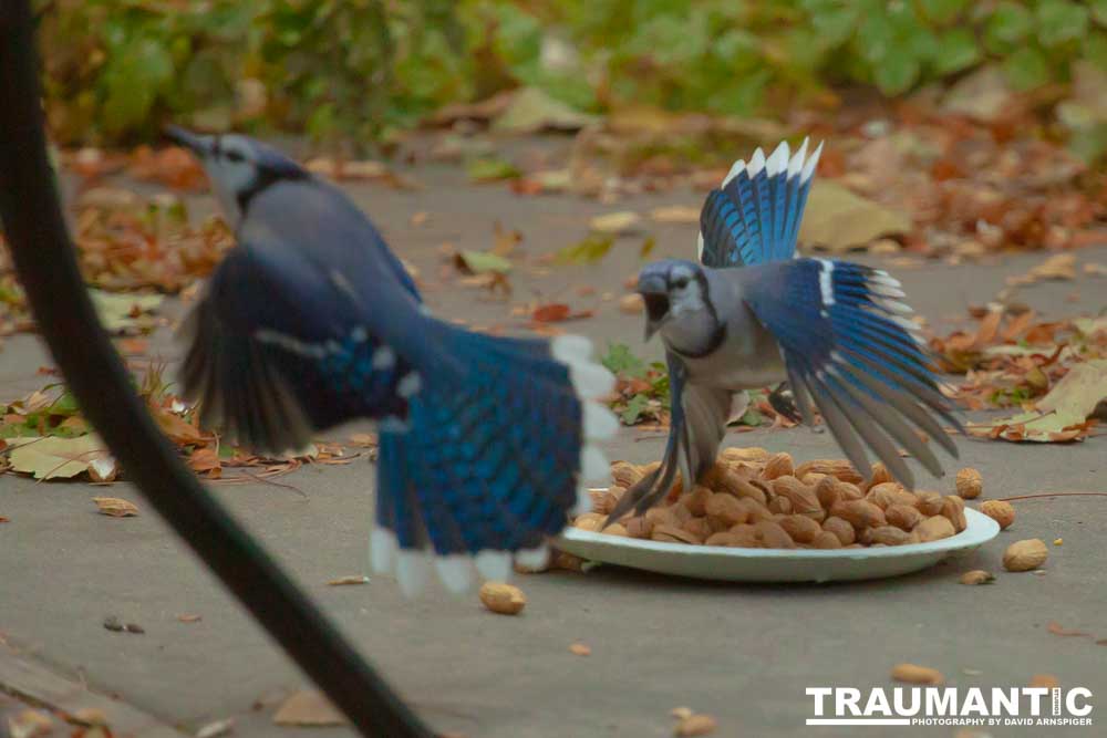 Spent some more quality time with the occupants of my backyard today.