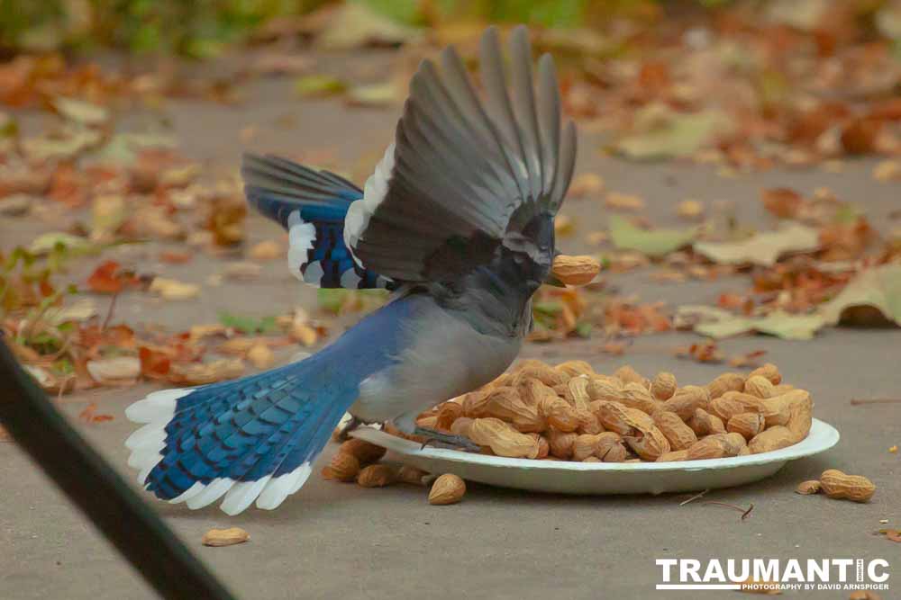 Spent some more quality time with the occupants of my backyard today.
