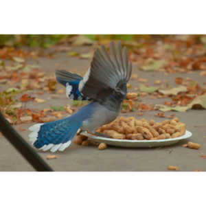 Spent some more quality time with the occupants of my backyard today.