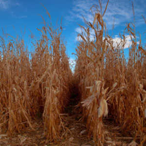 I grabbed a few random pictures around the farm on a family trip.